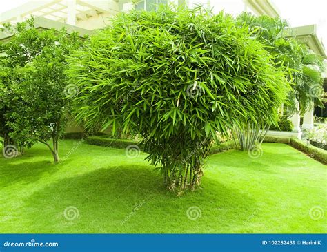 Bamboo Plant and Green Grass Garden Stock Image - Image of grass ...