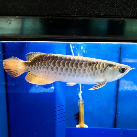 Pearl Arowana Fish Price Jardini Arowana Fish Arowana Fish For Sale