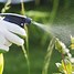 Image result for Organic Fungicide Spray