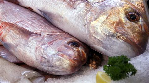 Image result for Snapper Animal