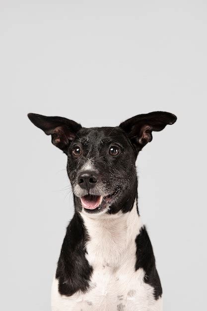 Cão de raça pura sendo bonito em um estúdio | Foto Grátis