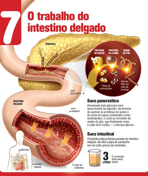 Digestion Process Explained 的图像结果