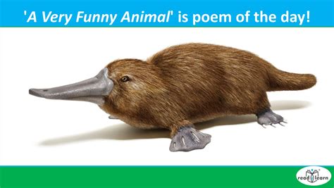 My poem ‘A Very Funny Animal’ is poem of the day! – readilearn