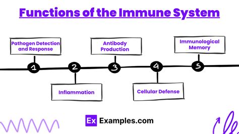 Immune System Function 的图像结果