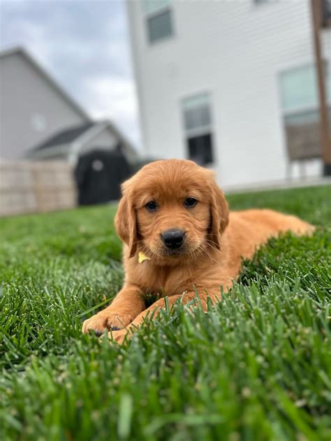 Jason Chapman on LinkedIn: #puppiesoflinkedin #tatertot #comeworkwithme