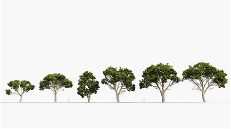 Pinus halepensis – Aleppo pine 3D Model – Free 3D model for design.