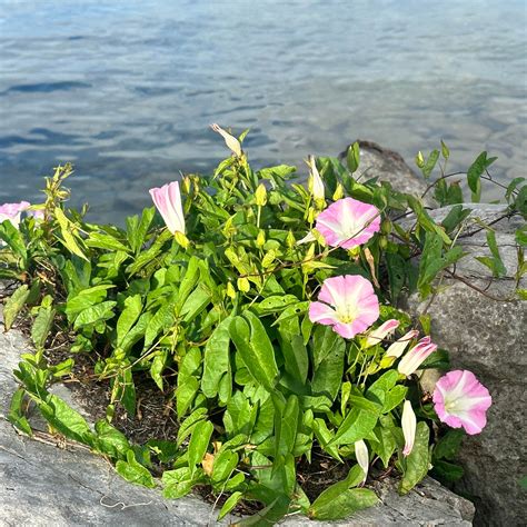 Aloha State Park Campground | Mullett Lake, Michigan