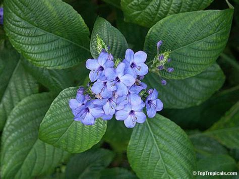 Eranthemum - JungleKey.in Image