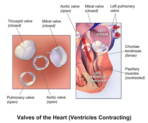 Heart Valves Location