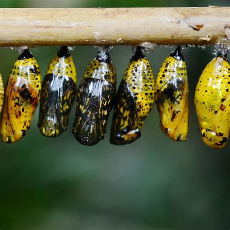 Different Types Of Insects Cocoons at Erin Bergan blog
