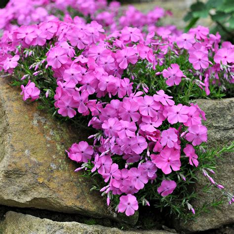 Creeping Phlox