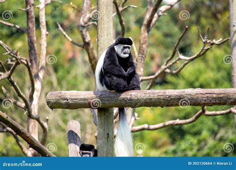 Black and White Colobus Monkey (Colobus Spp Stock Photo - Image of ...
