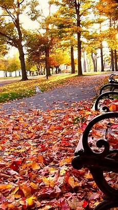 Simple Fall Iphone Backgrounds by 25 Fall Iphone Wallpapers Simple Fall Iphone Backgrounds