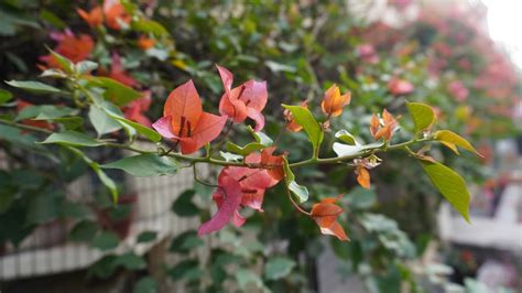 Sony Alpha ZV-E10 review: Pocket-friendly vlogging solution, literally ...