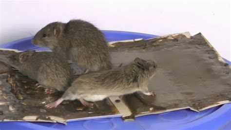 一只老鼠被粘鼠板粘住了，全家跑来救援，没想到最后会团灭_腾讯视频