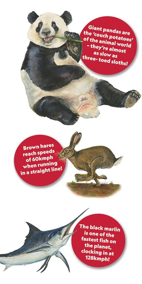 The fastest and slowest animals! - National Geographic Kids