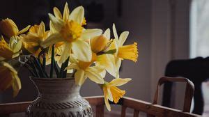 Daffodils wallpapers hd, desktop backgrounds, images and pictures