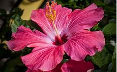 Hibiscus Flower Backgrounds by Wallpapers Pink Hibiscus Flower Wallpapers Hibiscus Flower Backgrounds