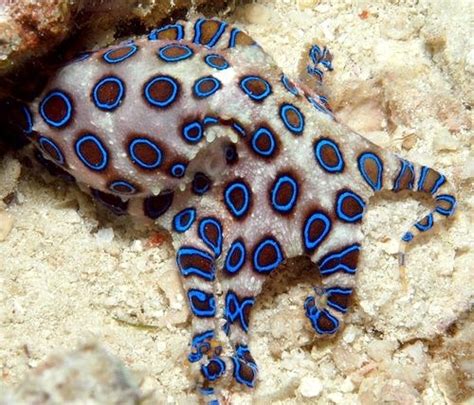 Image result for Blue-Ringed Octopus Color