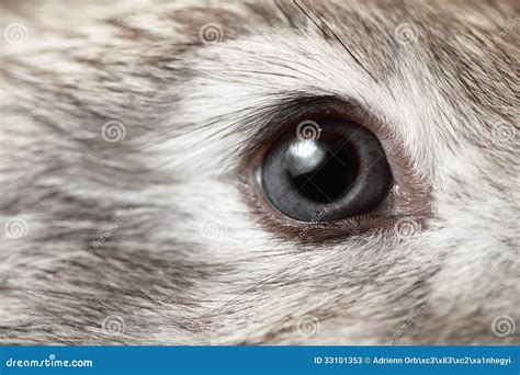 科普：只有白兔的眼睛是红的，灰兔，黑兔眼睛的颜色却是其他色？