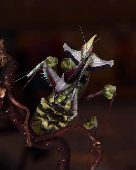 Devil Flower Mantis Praying Mantis: Idolomantis Diabolica Devil's