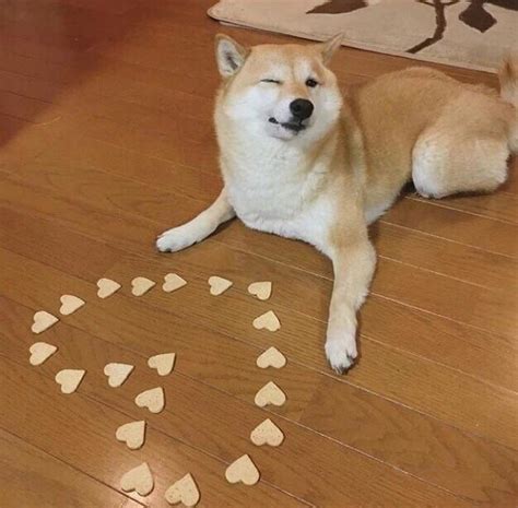 Shiba gives a wink : aww
