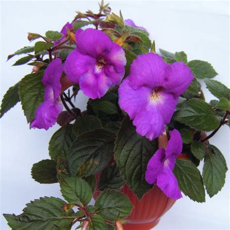 Achimenes Purple Flower Bulbs - Vibrant Blooms for Your Garden