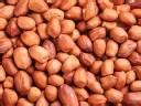 GUMBAZ Organic Raw Peanuts | Kachi Moongfali 1kg Price in India - Buy ...