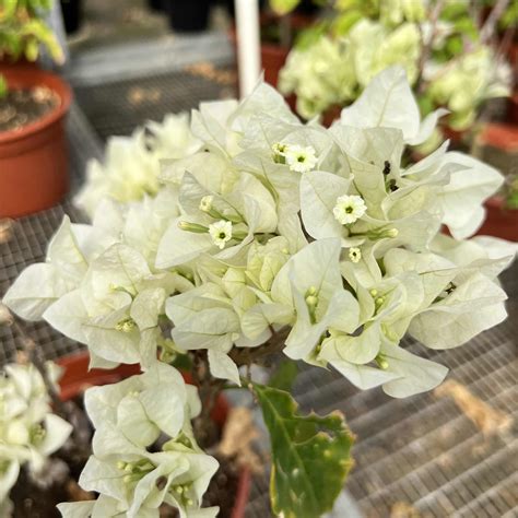 White flower plant / white trinitaria (Bougainvillea glabra alba) live ...