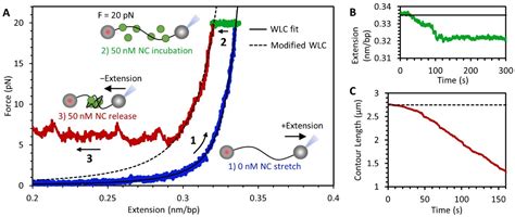 HIV-1 Nucleocapsid Protein Binds Double-Stranded DNA in Multiple Modes ...
