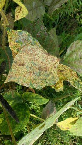 Disease Management in Horse Gram – Khethari