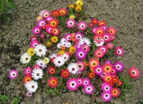 OhhSome Flower Seeds : Livingston Daisy Seeds Plant Garden [Home Garden ...