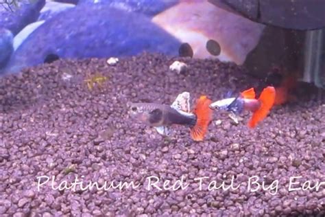 Guppies Online, guppy fish guppy fish tank guppy fish food guppy fish ...