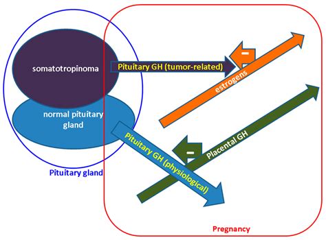 Approach of Acromegaly during Pregnancy