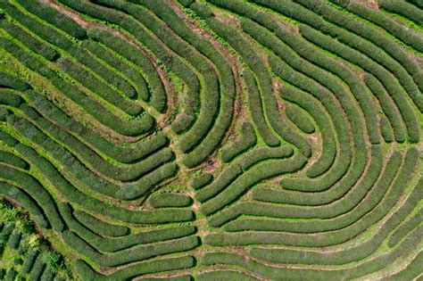 Photos Chine : ferme de thé à Wuyishan — Chine Informations