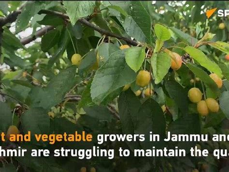 Incessant Rains and Cold Weather Threaten Kashmiri Fruit Growers