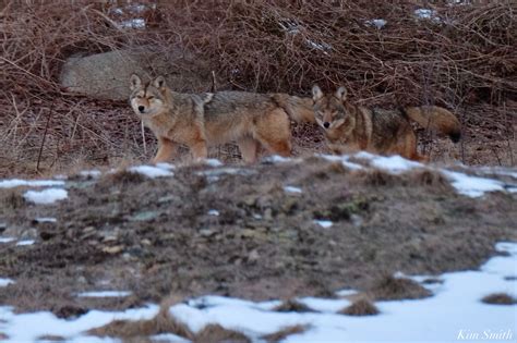 HELLO MOM AND DAD COYOTE! -COYOTE MATING SEASON | Kim Smith Films