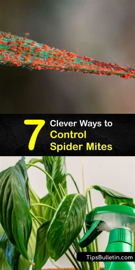 How to Kill Spider Mites 的图像结果
