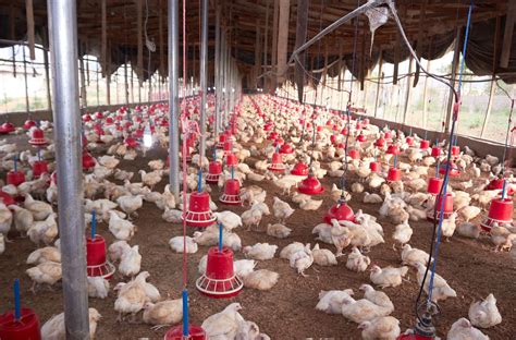Starting A Chicken Farm How To Start A Poultry Farming Business: A