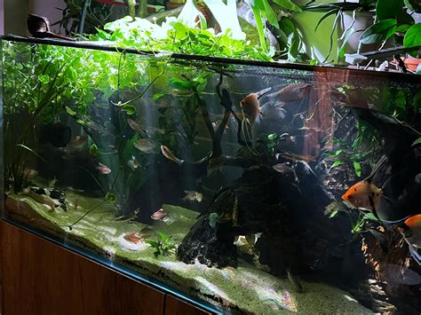 Sun Setting on the 80 Gallon : r/Aquariums