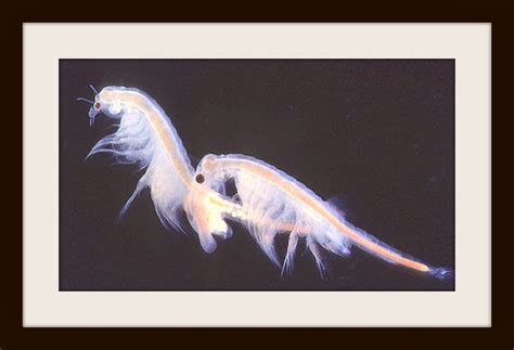 Motor Oil On The Survival Rate of Brine Shrimp | Science Fair Project Ideas