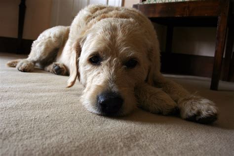 What Is A Golden Labradoodle? [Full Breakdown] - The Doodle Guide