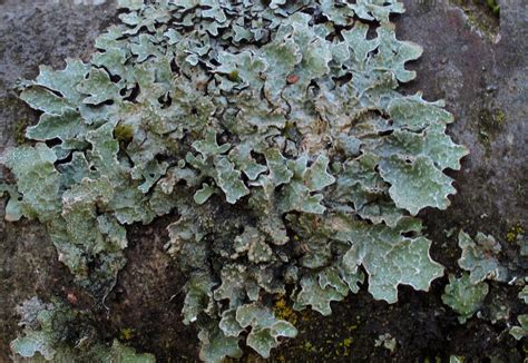 Lichens And Mosses