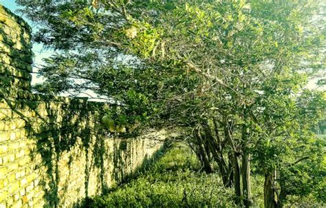 Wallpaper wall, tree, iran, tehran, evin for mobile and desktop ...