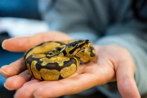 Biggest Python Snake 的图像结果