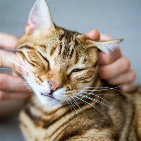 Ear Mite Treatment for Cats: What You Need to Know | Pet Health Love