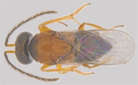 Featured insects