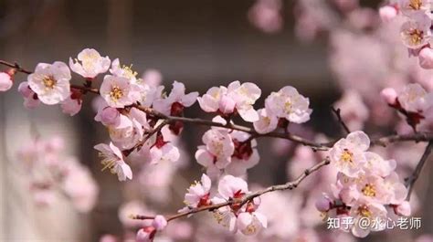 迎春花的诗句,梅花的诗句,迎春花的样子_大山谷图库