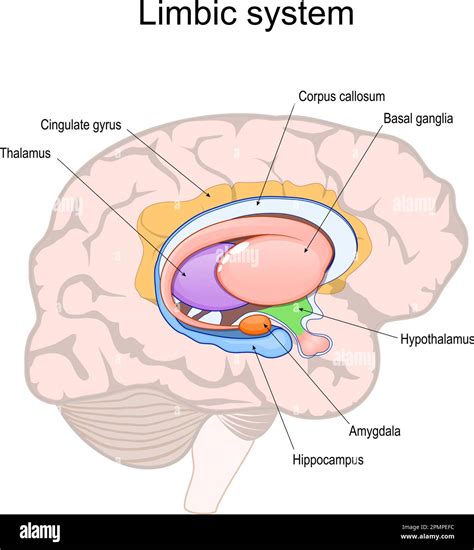 Basal Ganglia Limbic System