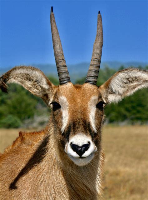 B. Bryan Preserve, Point Arena holiday accommodation: holiday houses ...